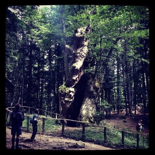 il Castagno Miraglia